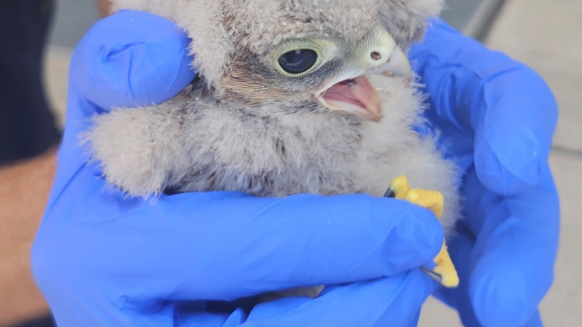 FW-M: Turmfalkennachwuchs hat noch Startprobleme (Aubing) - Foto: presseportal.de
