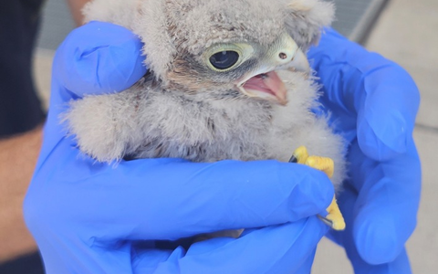 FW-M: Turmfalkennachwuchs hat noch Startprobleme (Aubing) - Foto: presseportal.de