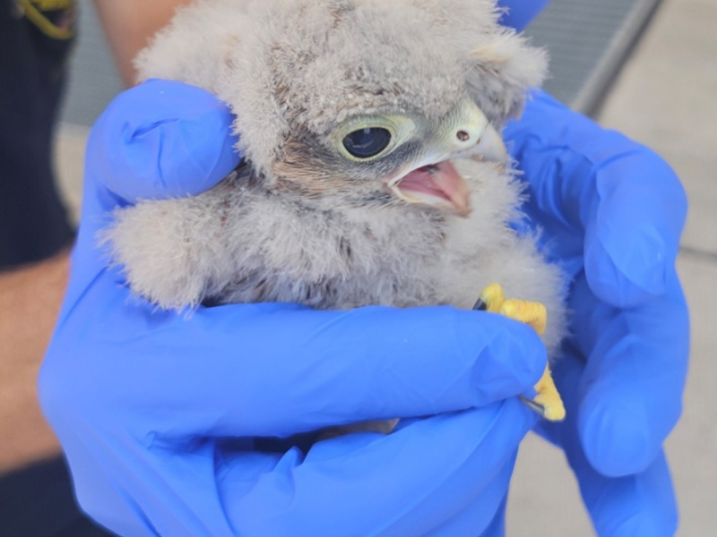 FW-M: Turmfalkennachwuchs hat noch Startprobleme (Aubing) - Foto: presseportal.de