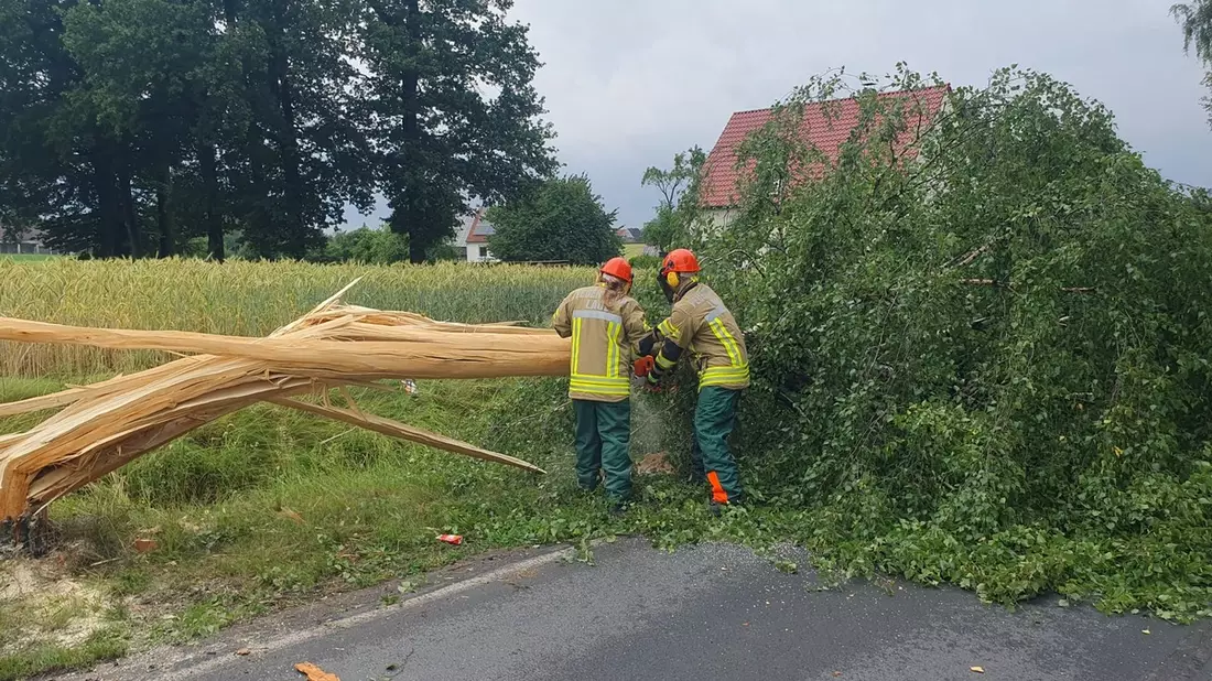 FW Lage: TH 0 / Blitzeinschlag in Birke ohne Feuer - 30.06.24 - 14:04 Uhr - Bild: presseportal.de