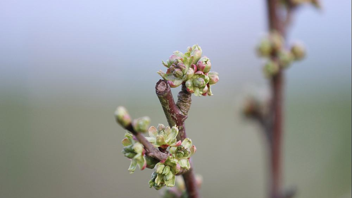 Knospen an einem Kirschbaum (Archiv) - Foto: über dts Nachrichtenagentur