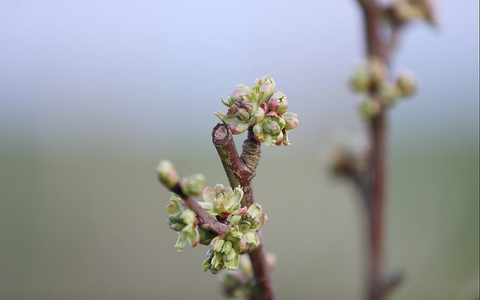 Knospen an einem Kirschbaum (Archiv) - Foto: über dts Nachrichtenagentur