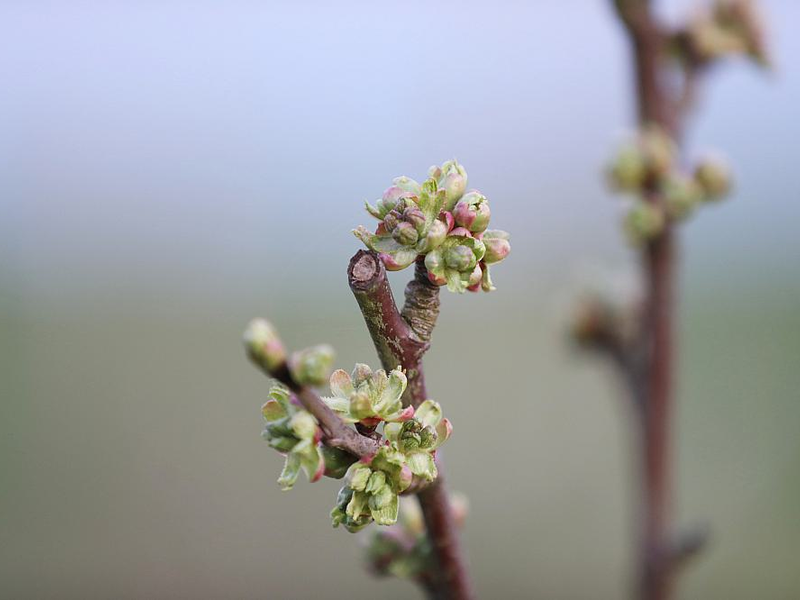Knospen an einem Kirschbaum (Archiv) - Foto: über dts Nachrichtenagentur