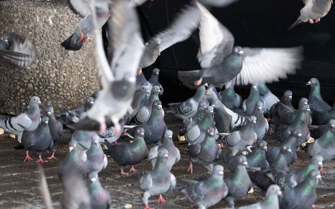Die Limburger Stadttauben sorgen seit Monaten für Diskussionsstoff. Nach einem Mehrheitsvotum für ihre Tötung sollen 200 Tiere jetzt eine neue Heimat finden.   - Foto: Boris Roessler/dpa