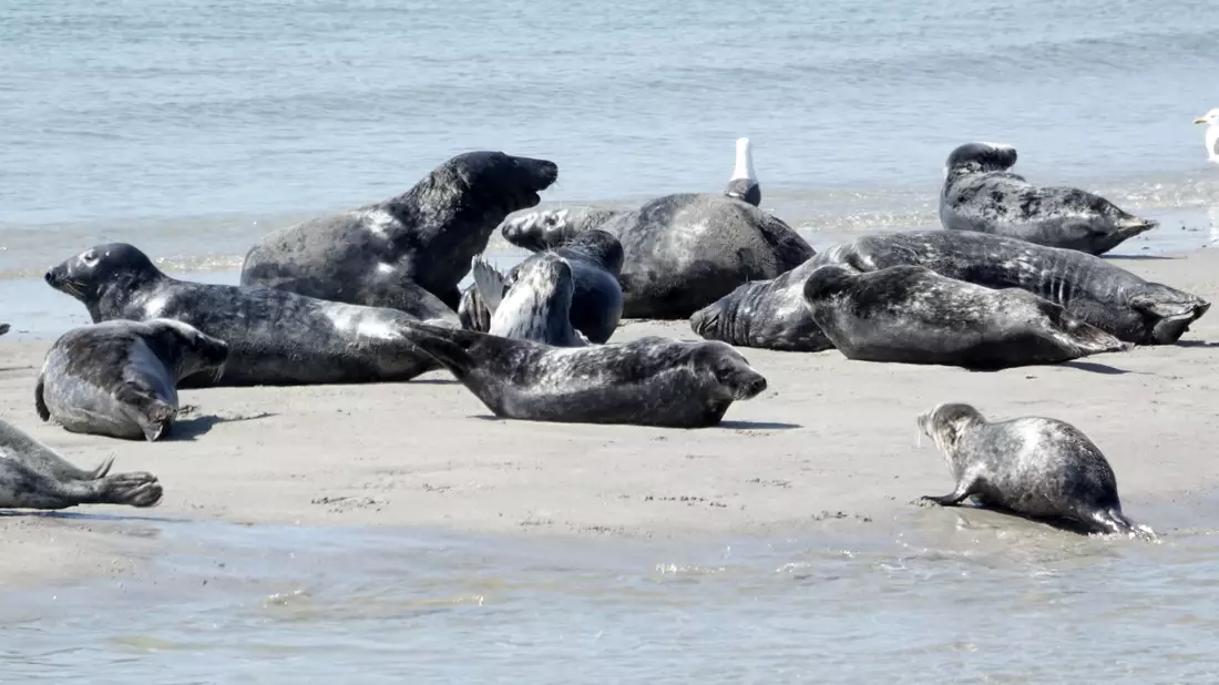 Die Zahl der Kegelrobben im Wattenmeer und auf Helgoland nimmt weiter zu - wenn auch langsamer als zuvor. - Bild: Carsten Rehder/dpa