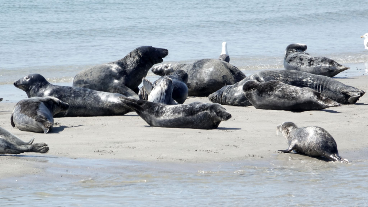 Die Zahl der Kegelrobben im Wattenmeer und auf Helgoland nimmt weiter zu - wenn auch langsamer als zuvor. - Foto: Carsten Rehder/dpa