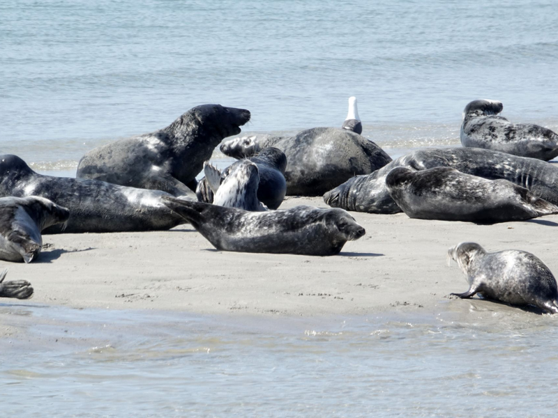 Die Zahl der Kegelrobben im Wattenmeer und auf Helgoland nimmt weiter zu - wenn auch langsamer als zuvor. - Foto: Carsten Rehder/dpa