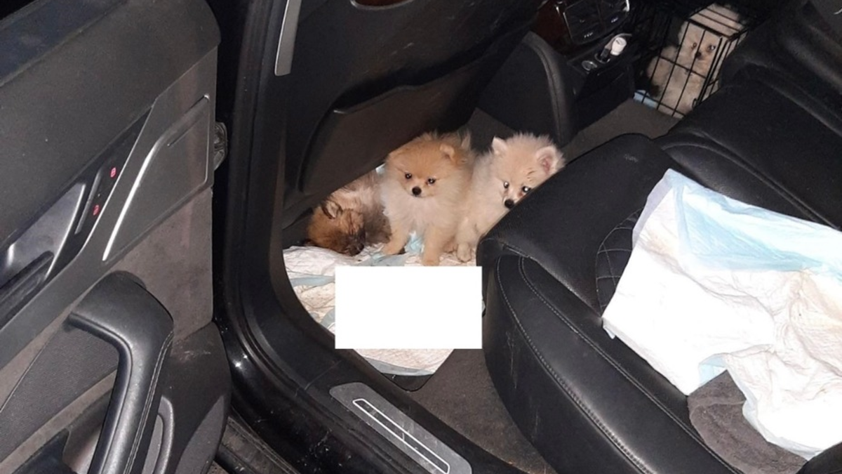 BPOLI BHL: Pomeranian Welpenschmuggel in Sachsen unterbunden - Foto: presseportal.de