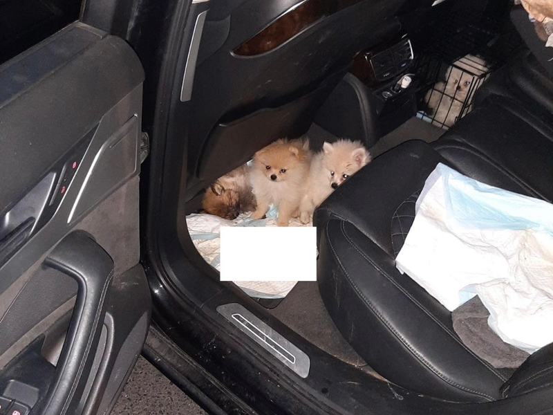 BPOLI BHL: Pomeranian Welpenschmuggel in Sachsen unterbunden - Foto: presseportal.de