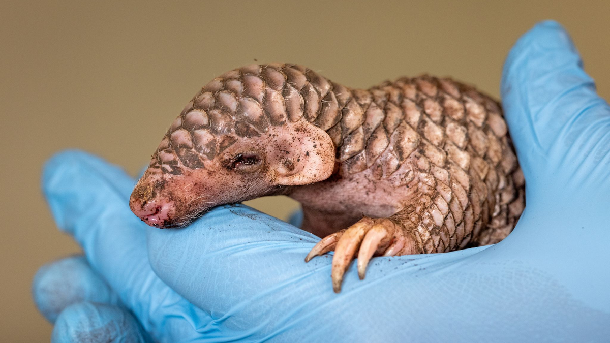 Vom Aussehen her erinnert das neugeborene Exoten-Tier an einen Tannenzapfen. - Foto: Miroslav Bobek/Zoo Prag/dpa