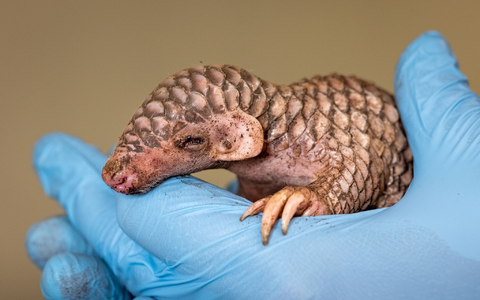 Vom Aussehen her erinnert das neugeborene Exoten-Tier an einen Tannenzapfen. - Foto: Miroslav Bobek/Zoo Prag/dpa