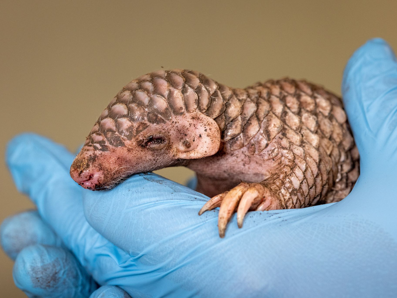 Vom Aussehen her erinnert das neugeborene Exoten-Tier an einen Tannenzapfen. - Foto: Miroslav Bobek/Zoo Prag/dpa