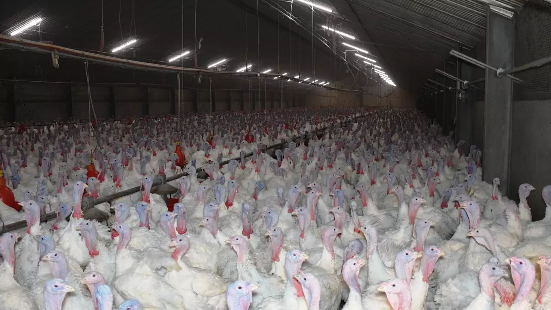 Geschlagen, geworfen, misshandelt - versteckte Kameras filmen Tierquälerei in Putenmastbetrieb im Kreis Kleve - Betrieb nimmt an der Initiative Tierwohl teil - ANINOVA erstattet Strafanzeige - Bild: presseportal.de