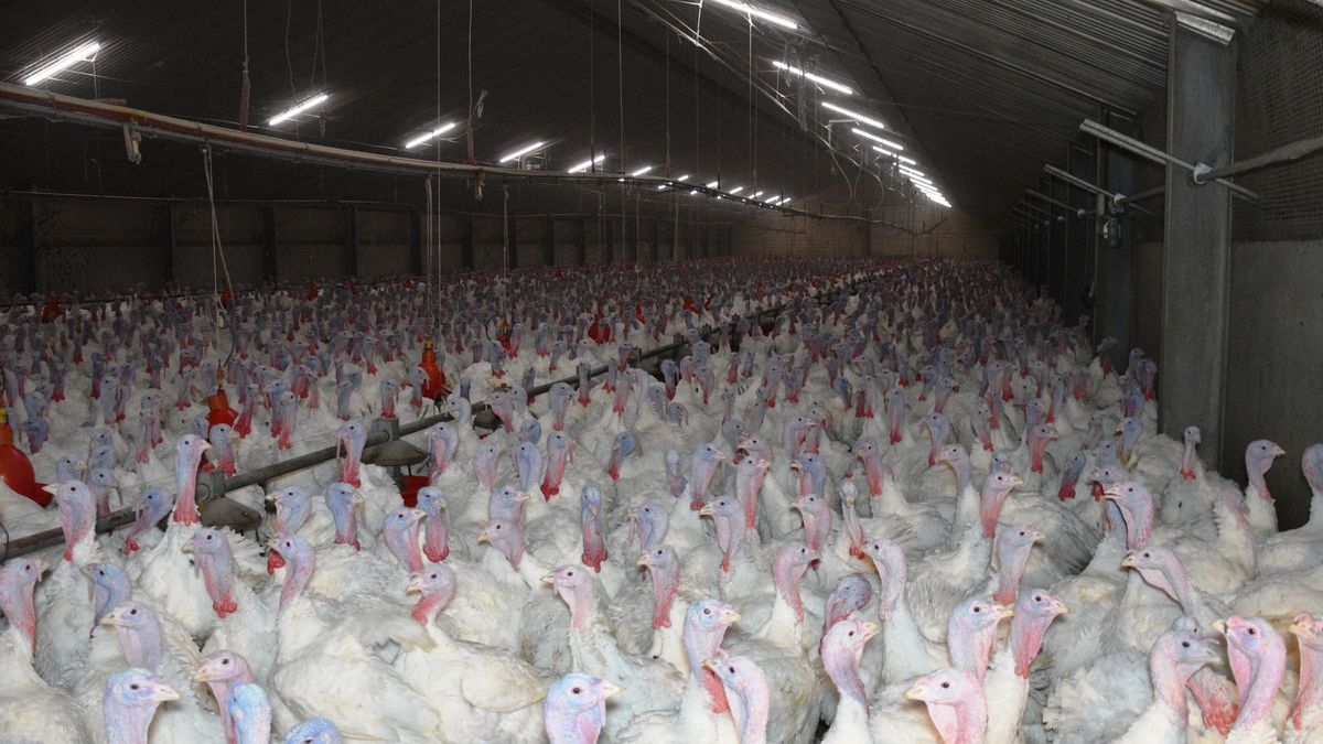 Geschlagen, geworfen, misshandelt - versteckte Kameras filmen Tierquälerei in Putenmastbetrieb im Kreis Kleve - Betrieb nimmt an der 