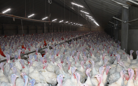 Geschlagen, geworfen, misshandelt - versteckte Kameras filmen Tierquälerei in Putenmastbetrieb im Kreis Kleve - Betrieb nimmt an der Initiative Tierwohl teil - ANINOVA erstattet Strafanzeige - Foto: presseportal.de