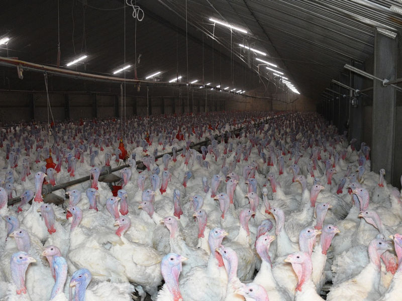 Geschlagen, geworfen, misshandelt - versteckte Kameras filmen Tierquälerei in Putenmastbetrieb im Kreis Kleve - Betrieb nimmt an der Initiative Tierwohl teil - ANINOVA erstattet Strafanzeige - Foto: presseportal.de