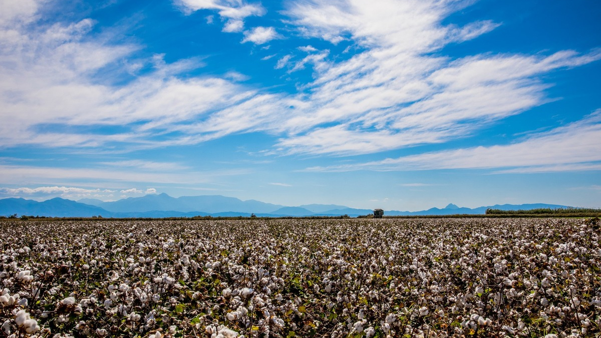 Die EUCOTTON-Initiative: 100 % europäische, nachhaltige Baumwollprodukte - Foto: presseportal.de