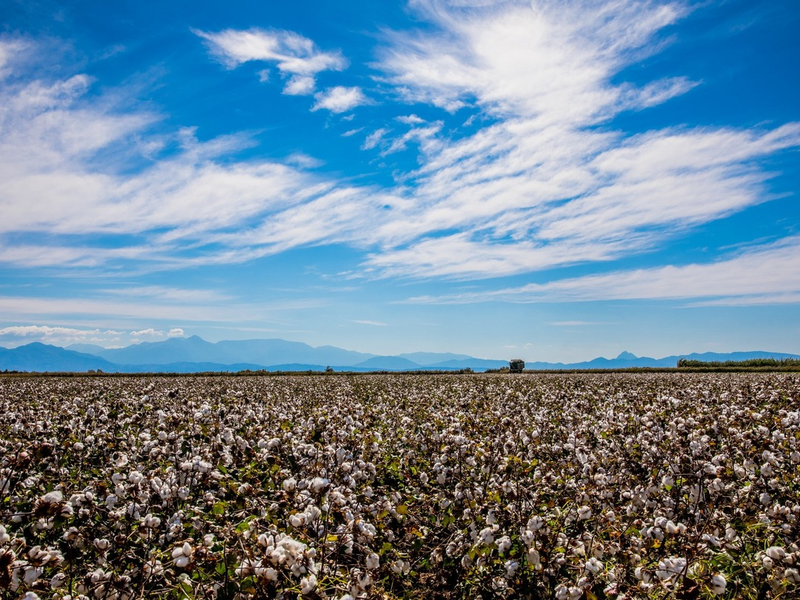 Die EUCOTTON-Initiative: 100 % europäische, nachhaltige Baumwollprodukte - Foto: presseportal.de