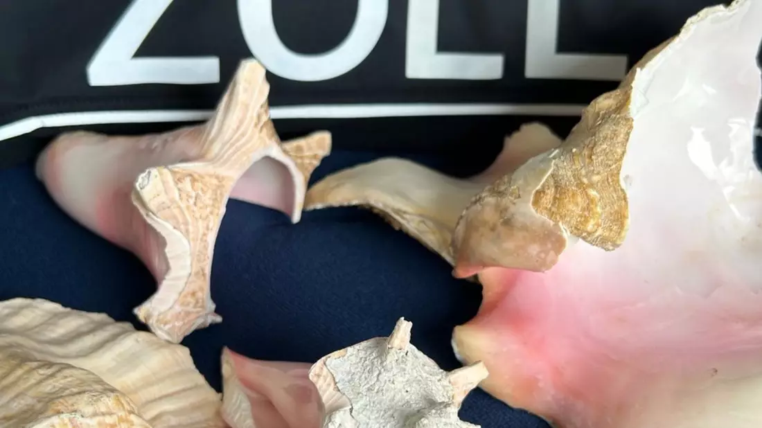 HZA-RO: Der ZOLL nimmt den Artenschutz ernst / Teile von Fechterschnecken im Postpaket beim Zollamt Reischenhart entdeckt - Bild: presseportal.de