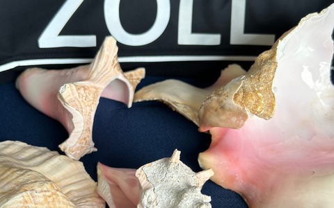 HZA-RO: Der ZOLL nimmt den Artenschutz ernst / Teile von Fechterschnecken im Postpaket beim Zollamt Reischenhart entdeckt - Foto: presseportal.de