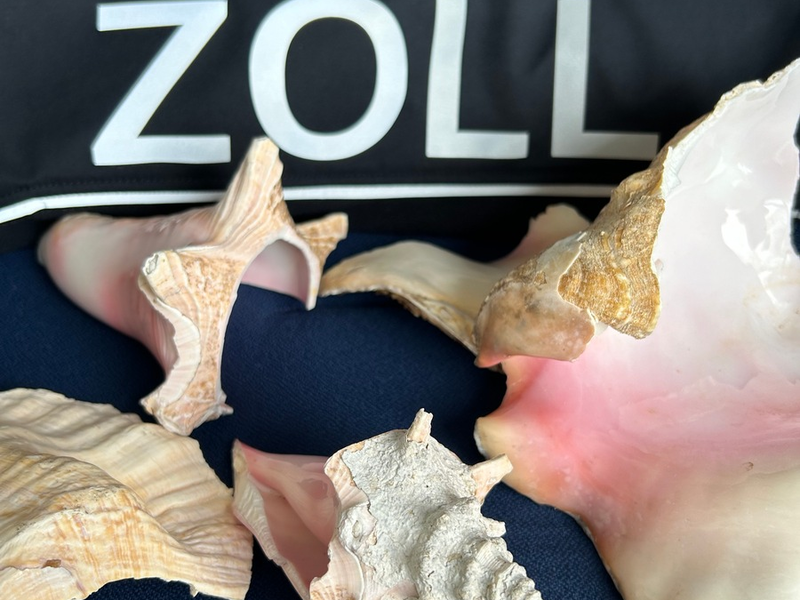 HZA-RO: Der ZOLL nimmt den Artenschutz ernst / Teile von Fechterschnecken im Postpaket beim Zollamt Reischenhart entdeckt - Foto: presseportal.de