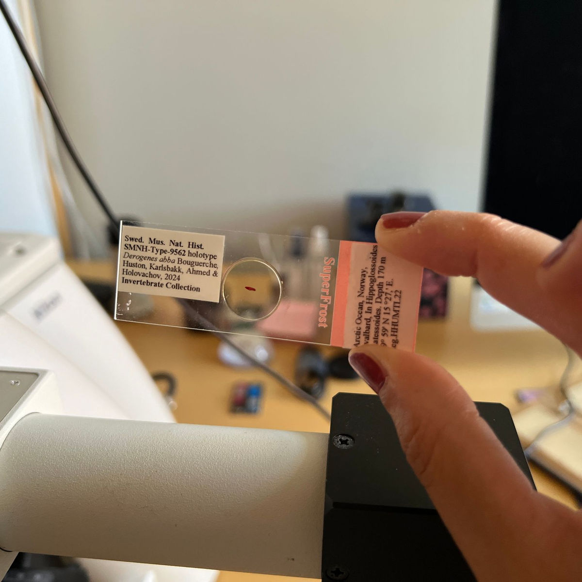 Die Forscherin Chahinez Bouguerche ist Abba-Fan - das zeigt sich auch in der Namensgebung der neuen Art. - Foto: Jonas Sverin/Naturhistorisches Reichsmuseum/dpa