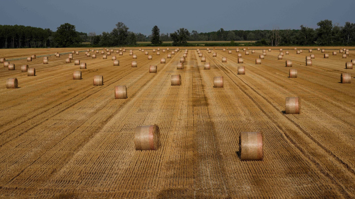Ein indischer Erntehelfer geriet in eine Maschine, die ihm den rechten Arm abtrennte und die Beine zerquetschte. Sein Arbeitgeber soll ihn nicht ins Krankenhaus gebracht haben (Symbolbild). - Foto: Luca Bruno/AP/dpa