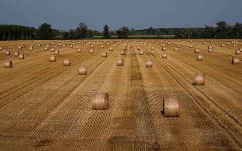 Ein indischer Erntehelfer geriet in eine Maschine, die ihm den rechten Arm abtrennte und die Beine zerquetschte. Sein Arbeitgeber soll ihn nicht ins Krankenhaus gebracht haben (Symbolbild). - Foto: Luca Bruno/AP/dpa