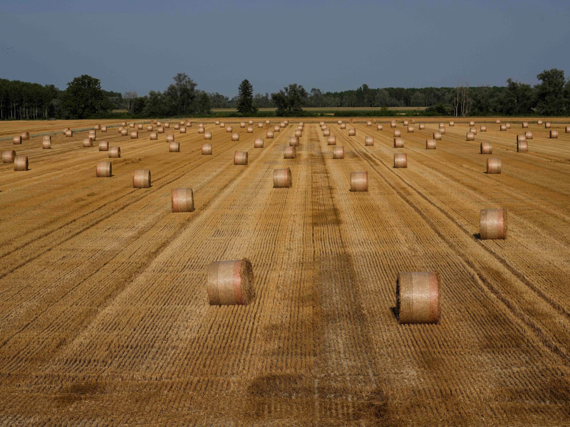 Ein indischer Erntehelfer geriet in eine Maschine, die ihm den rechten Arm abtrennte und die Beine zerquetschte. Sein Arbeitgeber soll ihn nicht ins Krankenhaus gebracht haben (Symbolbild). - Foto: Luca Bruno/AP/dpa