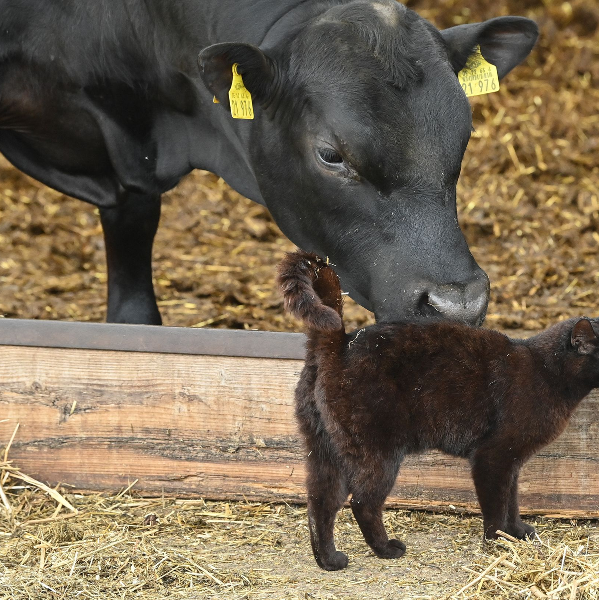 Katzen können sich durch Milch erkrankter Kühe infizieren. (Archivbild) - Foto: Patrick Pleul/dpa-Zentralbild/ZB