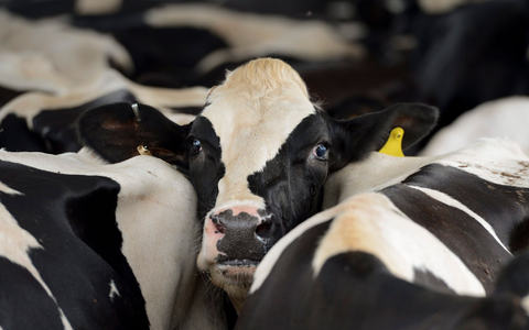 In den USA grassiert bei Milchkühen die Vogelgrippe. (Symbolbild) - Foto: Erik S. Lesser/EPA/dpa