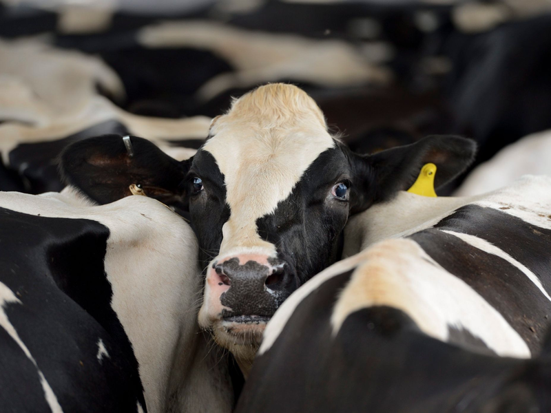 In den USA grassiert bei Milchkühen die Vogelgrippe. (Symbolbild) - Foto: Erik S. Lesser/EPA/dpa