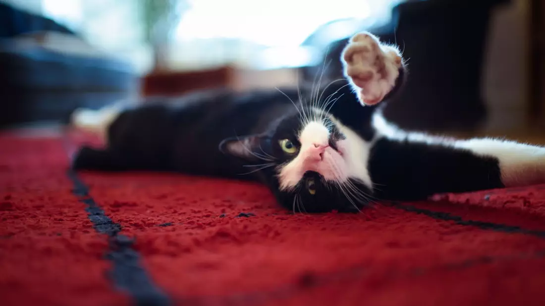 Ein junger Kater streckt sich zwischendurch auch mal. (Archivbild) - Bild: Gregor Fischer/dpa