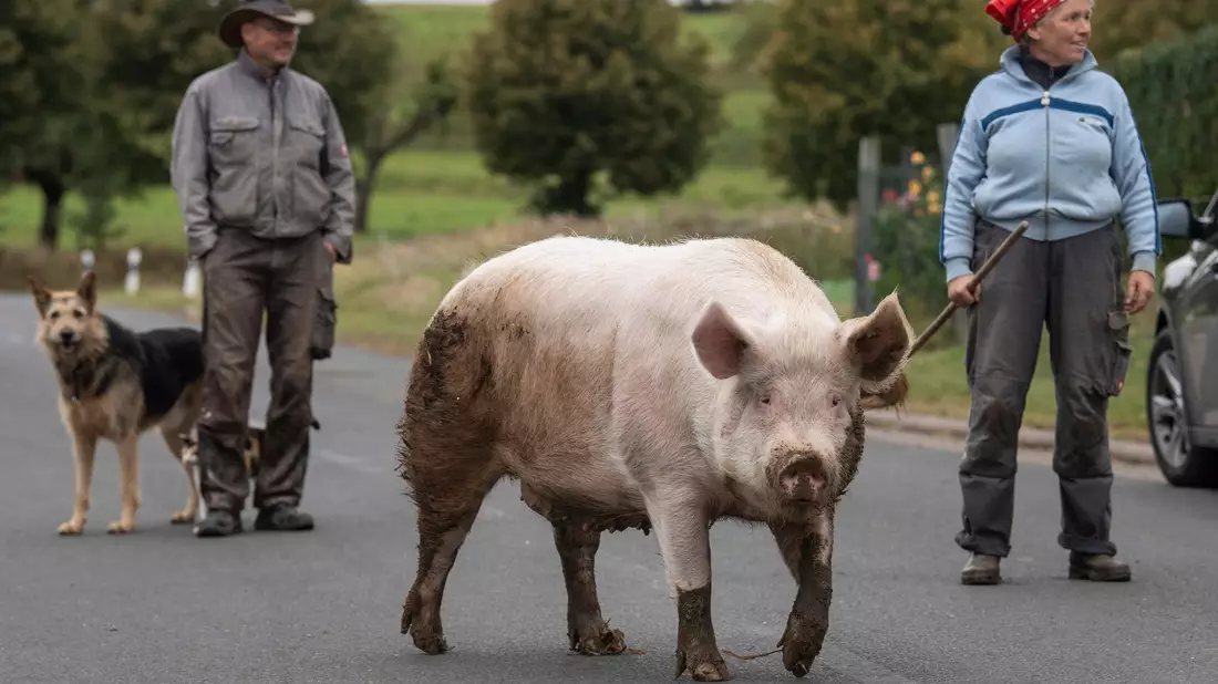 In dem 460-Seelen-Ort Maulbach geht Schwein «Berta» über die Dorfstraße zurück in den Stall. (Archivbild) - Bild: Boris Roessler/dpa
