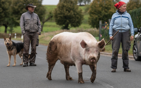 In dem 460-Seelen-Ort Maulbach geht Schwein «Berta» über die Dorfstraße zurück in den Stall. (Archivbild) - Foto: Boris Roessler/dpa