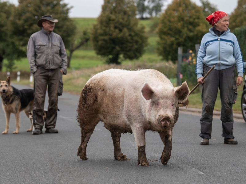 In dem 460-Seelen-Ort Maulbach geht Schwein «Berta» über die Dorfstraße zurück in den Stall. (Archivbild) - Foto: Boris Roessler/dpa