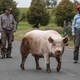 In dem 460-Seelen-Ort Maulbach geht Schwein «Berta» über die Dorfstraße zurück in den Stall. (Archivbild) - Foto: Boris Roessler/dpa