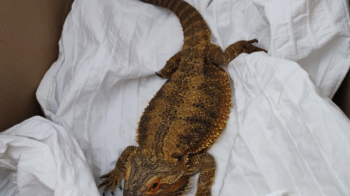 POL-NI: Streifenköpfige Bartagame gefunden-Polizei sucht Eigentümer - Foto: presseportal.de