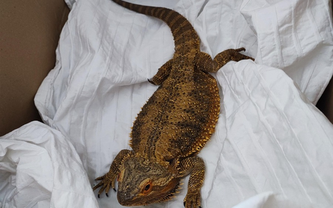 POL-NI: Streifenköpfige Bartagame gefunden-Polizei sucht Eigentümer - Foto: presseportal.de