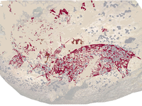 Älteste gegenständliche Malerei: drei Figuren und ein Wildschwein.  - Foto: Griffith University/dpa