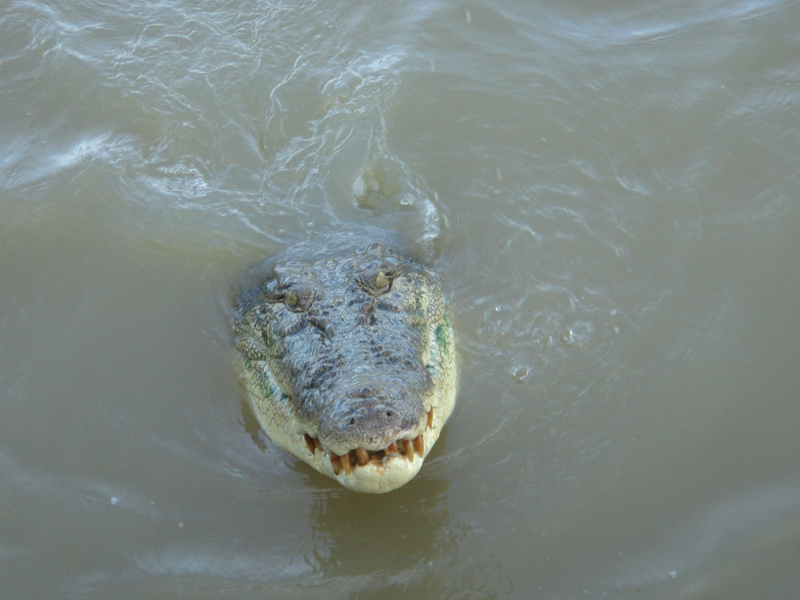 Nach dem Verschwinden eines Anglers in Australien gilt es als sehr wahrscheinlich, dass der Mann von einem Krokodil getötet wurde.  - Foto: Carola Frentzen/dpa