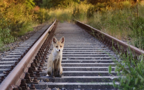 Fuchsjagd beenden auf dem Stimmzettel zur dritten bundesweiten Volksabstimmung - Foto: presseportal.de