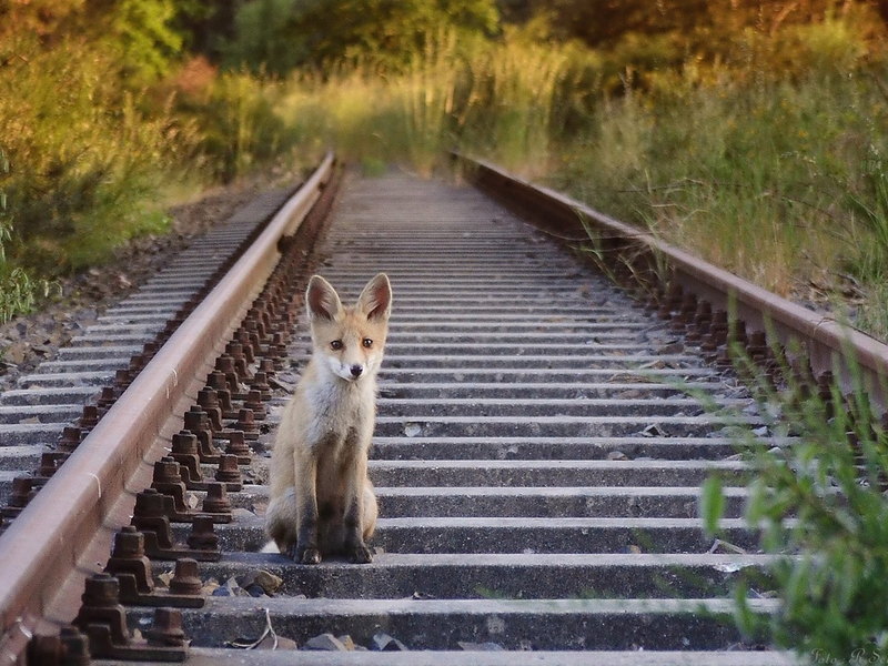 Fuchsjagd beenden auf dem Stimmzettel zur dritten bundesweiten Volksabstimmung - Foto: presseportal.de