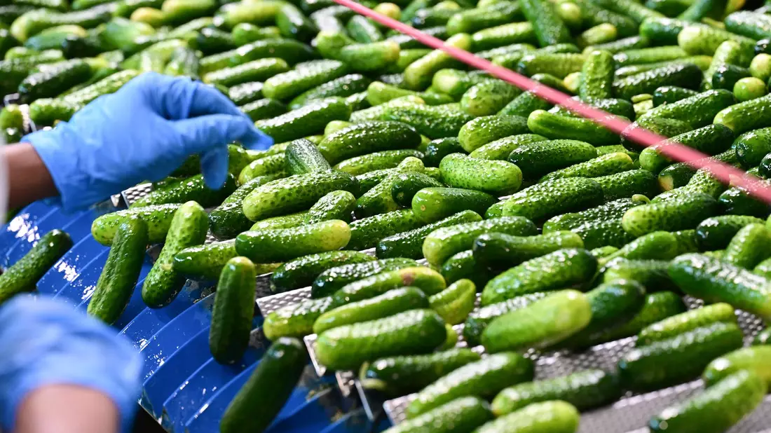 Viele grüne Gurken durchlaufen die Verarbeitung in der Hengstenberg-Produktion. - Bild: Bernd Weißbrod/dpa