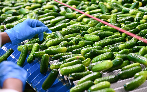 Viele grüne Gurken durchlaufen die Verarbeitung in der Hengstenberg-Produktion. - Foto: Bernd Weißbrod/dpa