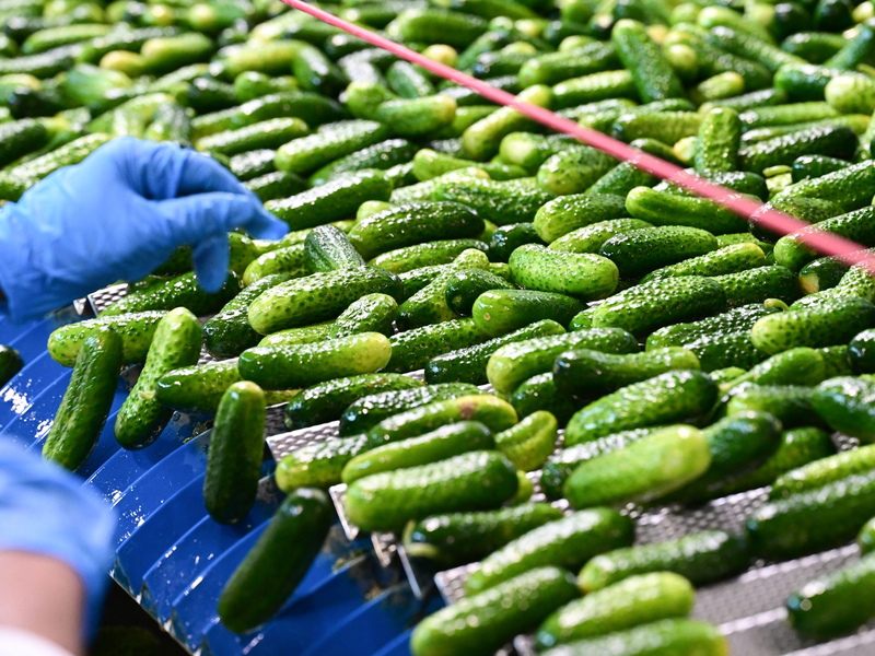 Viele grüne Gurken durchlaufen die Verarbeitung in der Hengstenberg-Produktion. - Foto: Bernd Weißbrod/dpa