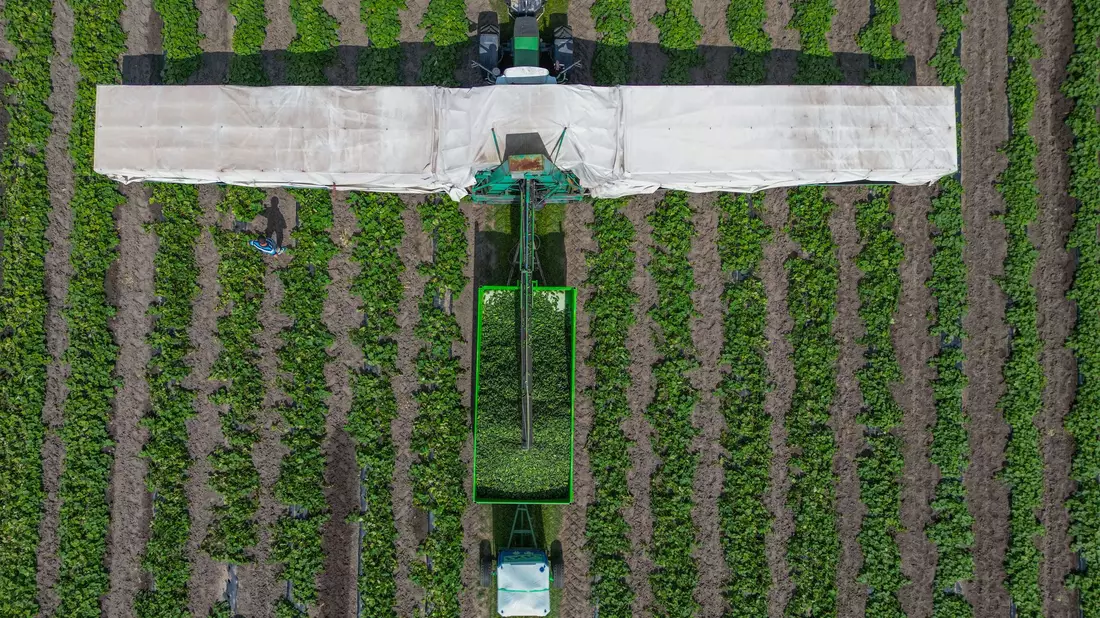In der Erntezeit fährt er über die Felder: Der Gurkenflieger. - Bild: Patrick Pleul/dpa