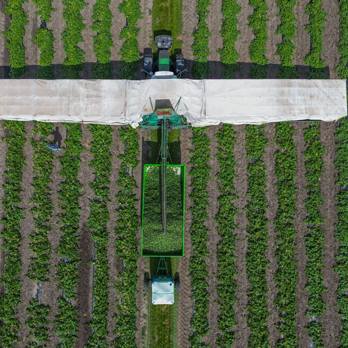 In der Erntezeit fährt er über die Felder: Der Gurkenflieger. - Foto: Patrick Pleul/dpa