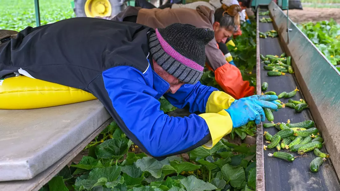 Jede einzelne Einlegegurke wird von den Erntehelfern per Hand gepflückt.  - Bild: Patrick Pleul/dpa-Zentralbild/ZB