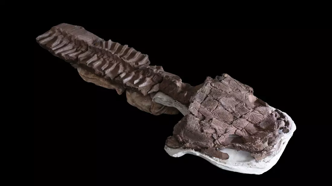 Das fast komplette Skelett von Gaiasia jennyae nach dem Präparieren. - Bild: C. Marsicano/Nature/dpa